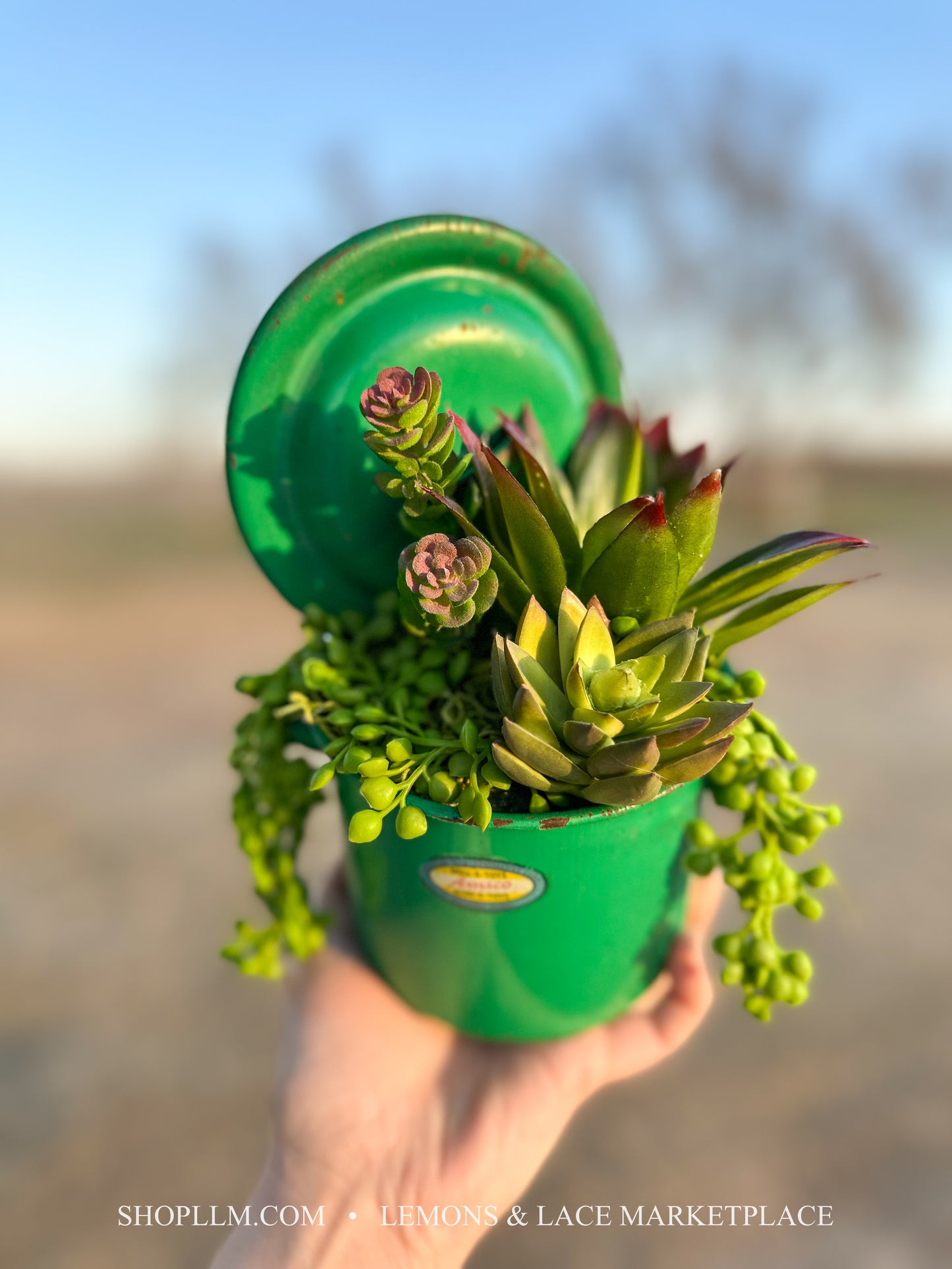 Amsco Green Pot Succulent Floral