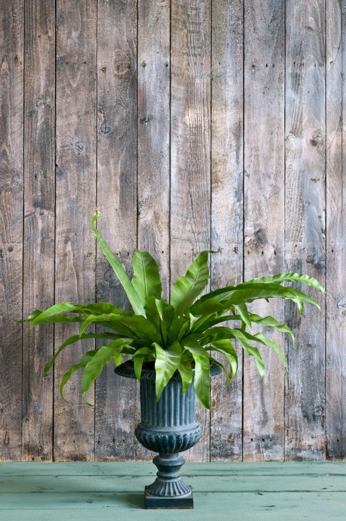 Dark Chalk Paint® Wax