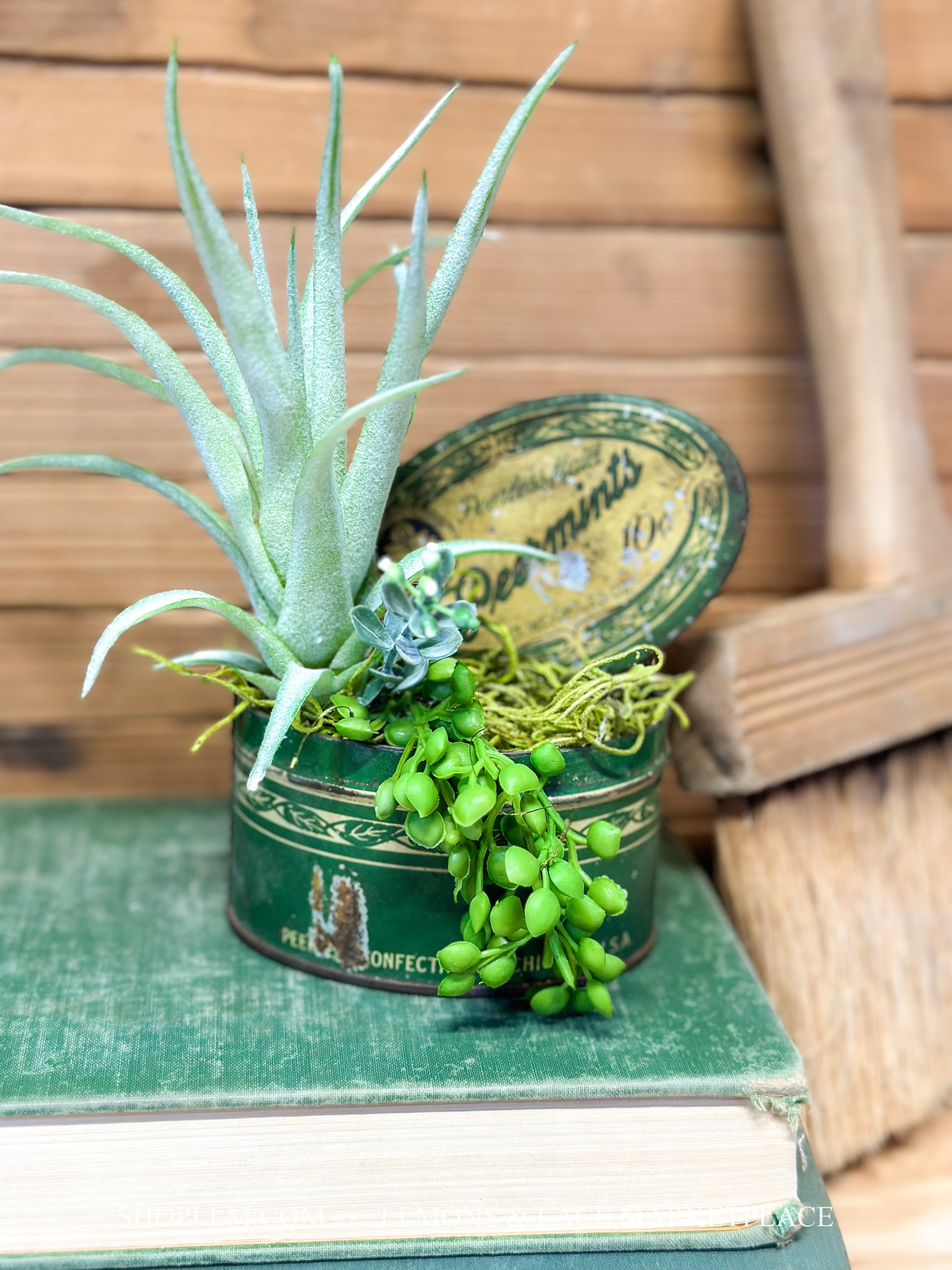 succulent marketplace Peermints Tin Can Succulent Floral – Lemons and Lace Marketplace